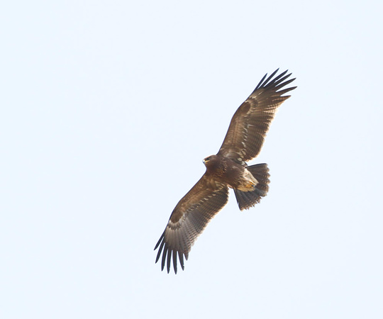 Lesser Spoted Eagle Autumn 2022-4948