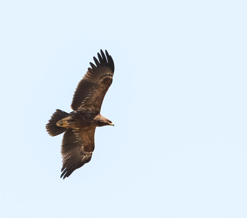 Lesser Spotted Eagle Autumn 2022-4975